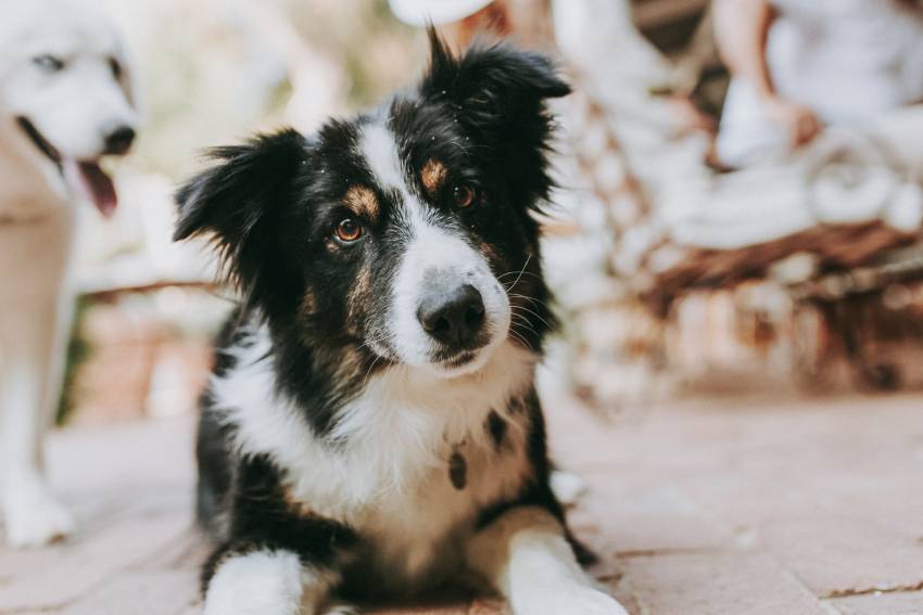 cute border collie dog