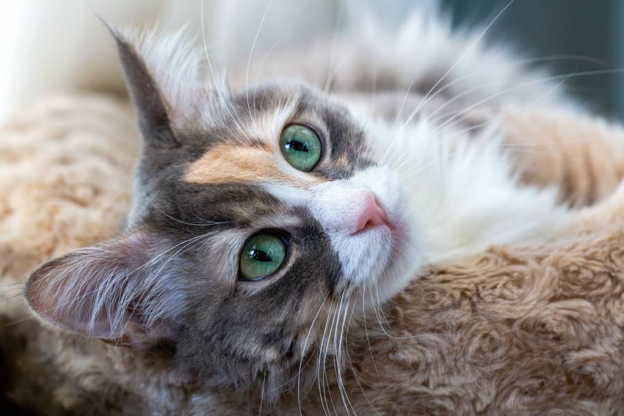 pet animal cute calico cat